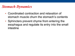 Stomach Dynamics
• Coordinated contraction and relaxation of
stomach muscle churn the stomach’s contents
• Sphincters prevent chyme from entering the
esophagus and regulate its entry into the small
intestine
 