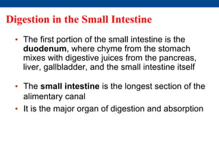 Digestion in the Small Intestine
• The small intestine is the longest section of the
alimentary canal
• It is the major organ of digestion and absorption
• The first portion of the small intestine is the
duodenum, where chyme from the stomach
mixes with digestive juices from the pancreas,
liver, gallbladder, and the small intestine itself
 