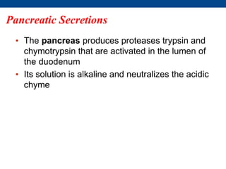 Pancreatic Secretions
• The pancreas produces proteases trypsin and
chymotrypsin that are activated in the lumen of
the duodenum
• Its solution is alkaline and neutralizes the acidic
chyme
 