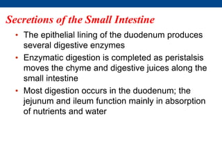 Secretions of the Small Intestine
• The epithelial lining of the duodenum produces
several digestive enzymes
• Enzymatic digestion is completed as peristalsis
moves the chyme and digestive juices along the
small intestine
• Most digestion occurs in the duodenum; the
jejunum and ileum function mainly in absorption
of nutrients and water
 