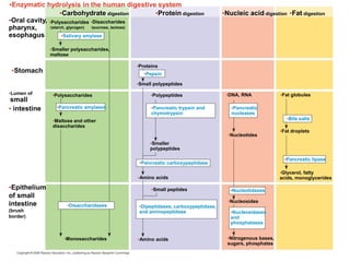 •Enzymatic hydrolysis in the human digestive system
•Oral cavity,
pharynx,
esophagus
•Stomach
•Lumen of
small
• intestine
•Epithelium
of small
intestine
(brush
border)
•Carbohydrate digestion
•Polysaccharides
•Smaller polysaccharides,
maltose
•Polysaccharides
•Maltose and other
disaccharides
•Disaccharides
•Protein digestion •Nucleic acid digestion •Fat digestion
•Proteins
•Small polypeptides
•Pepsin
•Pancreatic amylases
•Salivary amylase
•Disaccharidases
•Monosaccharides
•Small peptides
•Amino acids
•Amino acids
•Polypeptides
•Smaller
polypeptides
•Pancreatic trypsin and
chymotrypsin
•Pancreatic carboxypeptidase
•Dipeptidases, carboxypeptidase,
and aminopeptidase
•DNA, RNA
•Pancreatic
nucleases
•Fat globules
•Nucleotides
•Fat droplets
•Nucleosides
•Nitrogenous bases,
sugars, phosphates
•Nucleotidases
•Nucleosidases
and
phosphatases
•Glycerol, fatty
acids, monoglycerides
•Bile salts
•Pancreatic lipase
•(starch, glycogen) •(sucrose, lactose)
 