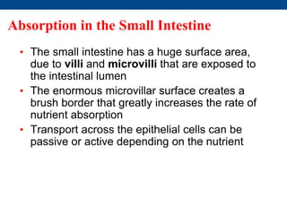 Absorption in the Small Intestine
• The small intestine has a huge surface area,
due to villi and microvilli that are exposed to
the intestinal lumen
• The enormous microvillar surface creates a
brush border that greatly increases the rate of
nutrient absorption
• Transport across the epithelial cells can be
passive or active depending on the nutrient
 