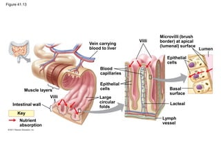 Figure 41.13
Vein carrying
blood to liver
Muscle layers
Blood
capillaries
Villi
Intestinal wall
Epithelial
cells
Large
circular
folds
Key
Nutrient
absorption
Villi
Microvilli (brush
border) at apical
(lumenal) surface
Epithelial
cells
Lumen
Basal
surface
Lacteal
Lymph
vessel
 