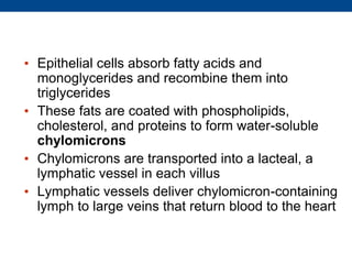 • Epithelial cells absorb fatty acids and
monoglycerides and recombine them into
triglycerides
• These fats are coated with phospholipids,
cholesterol, and proteins to form water-soluble
chylomicrons
• Chylomicrons are transported into a lacteal, a
lymphatic vessel in each villus
• Lymphatic vessels deliver chylomicron-containing
lymph to large veins that return blood to the heart
 