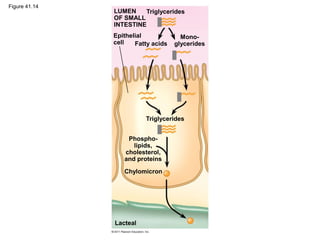 Figure 41.14
LUMEN
OF SMALL
INTESTINE
Triglycerides
Epithelial
cell Fatty acids
Mono-
glycerides
Triglycerides
Chylomicron
Phospho-
lipids,
cholesterol,
and proteins
Lacteal
 