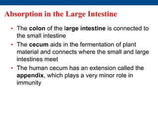 Absorption in the Large Intestine
• The colon of the large intestine is connected to
the small intestine
• The cecum aids in the fermentation of plant
material and connects where the small and large
intestines meet
• The human cecum has an extension called the
appendix, which plays a very minor role in
immunity
 