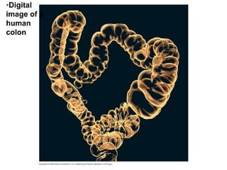 •Digital
image of a
human
colon
 
