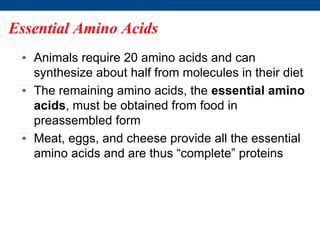 • Animals require 20 amino acids and can
synthesize about half from molecules in their diet
• The remaining amino acids, the essential amino
acids, must be obtained from food in
preassembled form
• Meat, eggs, and cheese provide all the essential
amino acids and are thus “complete” proteins
Essential Amino Acids
 