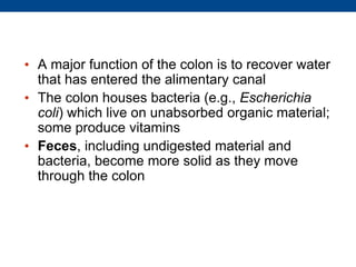 • A major function of the colon is to recover water
that has entered the alimentary canal
• The colon houses bacteria (e.g., Escherichia
coli) which live on unabsorbed organic material;
some produce vitamins
• Feces, including undigested material and
bacteria, become more solid as they move
through the colon
 