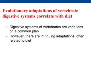 Evolutionary adaptations of vertebrate
digestive systems correlate with diet
• Digestive systems of vertebrates are variations
on a common plan
• However, there are intriguing adaptations, often
related to diet
 