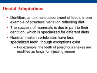 Dental Adaptations
• Dentition, an animal’s assortment of teeth, is one
example of structural variation reflecting diet
• The success of mammals is due in part to their
dentition, which is specialized for different diets
• Nonmammalian vertebrates have less
specialized teeth, though exceptions exist
– For example, the teeth of poisonous snakes are
modified as fangs for injecting venom
 
