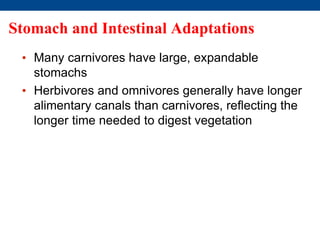 Stomach and Intestinal Adaptations
• Many carnivores have large, expandable
stomachs
• Herbivores and omnivores generally have longer
alimentary canals than carnivores, reflecting the
longer time needed to digest vegetation
 