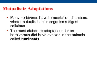 Mutualistic Adaptations
• Many herbivores have fermentation chambers,
where mutualistic microorganisms digest
cellulose
• The most elaborate adaptations for an
herbivorous diet have evolved in the animals
called ruminants
 
