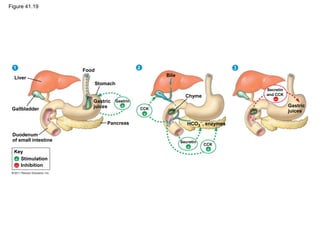 Figure 41.19
Liver
Gallbladder
Food
Stomach
Duodenum
of small intestine
Gastric
juices
Pancreas
Bile
Chyme
1 2 3
Gastrin
CCK
Key
Stimulation
Inhibition
HCO3
−, enzymes
CCK
Secretin
Secretin
and CCK
Gastric
juices
+
+
+ +
−
+
−
 