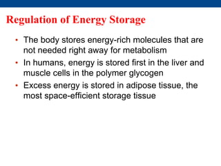 Regulation of Energy Storage
• The body stores energy-rich molecules that are
not needed right away for metabolism
• In humans, energy is stored first in the liver and
muscle cells in the polymer glycogen
• Excess energy is stored in adipose tissue, the
most space-efficient storage tissue
 