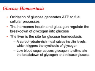 Glucose Homeostasis
• Oxidation of glucose generates ATP to fuel
cellular processes
• The hormones insulin and glucagon regulate the
breakdown of glycogen into glucose
• The liver is the site for glucose homeostasis
– A carbohydrate-rich meal raises insulin levels,
which triggers the synthesis of glycogen
– Low blood sugar causes glucagon to stimulate
the breakdown of glycogen and release glucose
 
