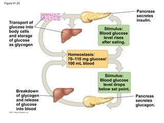 Figure 41.20
Transport of
glucose into
body cells
and storage
of glucose
as glycogen
Breakdown
of glycogen
and release
of glucose
into blood
Homeostasis:
70–110 mg glucose/
100 mL blood
Stimulus:
Blood glucose
level drops
below set point.
Pancreas
secretes
glucagon.
Stimulus:
Blood glucose
level rises
after eating.
Pancreas
secretes
insulin.
 