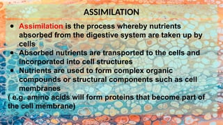 Animal Nutrition - Digestive System and Balanced Diet (1).pptx