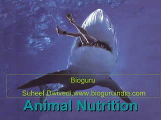 Animal Nutrition Bioguru  Suheel Dwivedi,www.bioguruindia.com 