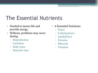 The Essential Nutrients
• Needed to insure life and
provide energy.
• Without, problems may occur
during
▫ Reproduction
▫ Lactation
▫ Body mass
▫ Maturity time
• 6 Essential Nutrients:
▫ Water
▫ Carbohydrates
▫ Lipids(Fats)
▫ Proteins
▫ Minerals
▫ Vitamins
 