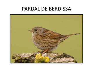 PARDAL DE BERDISSA 
 