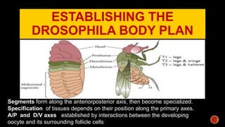 Ontogenetic Development of Drosophila | PPTX