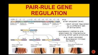 Ontogenetic Development of Drosophila | PPTX
