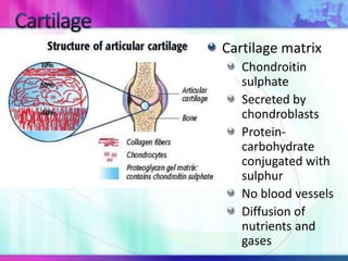 Chondronectin STPM Form 6 Biology Animal Organs and Tissues | PPTX