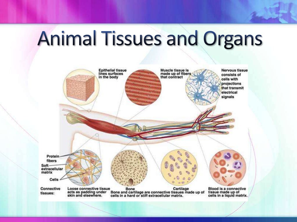 STPM Form 6 Biology Animal Organs and Tissues