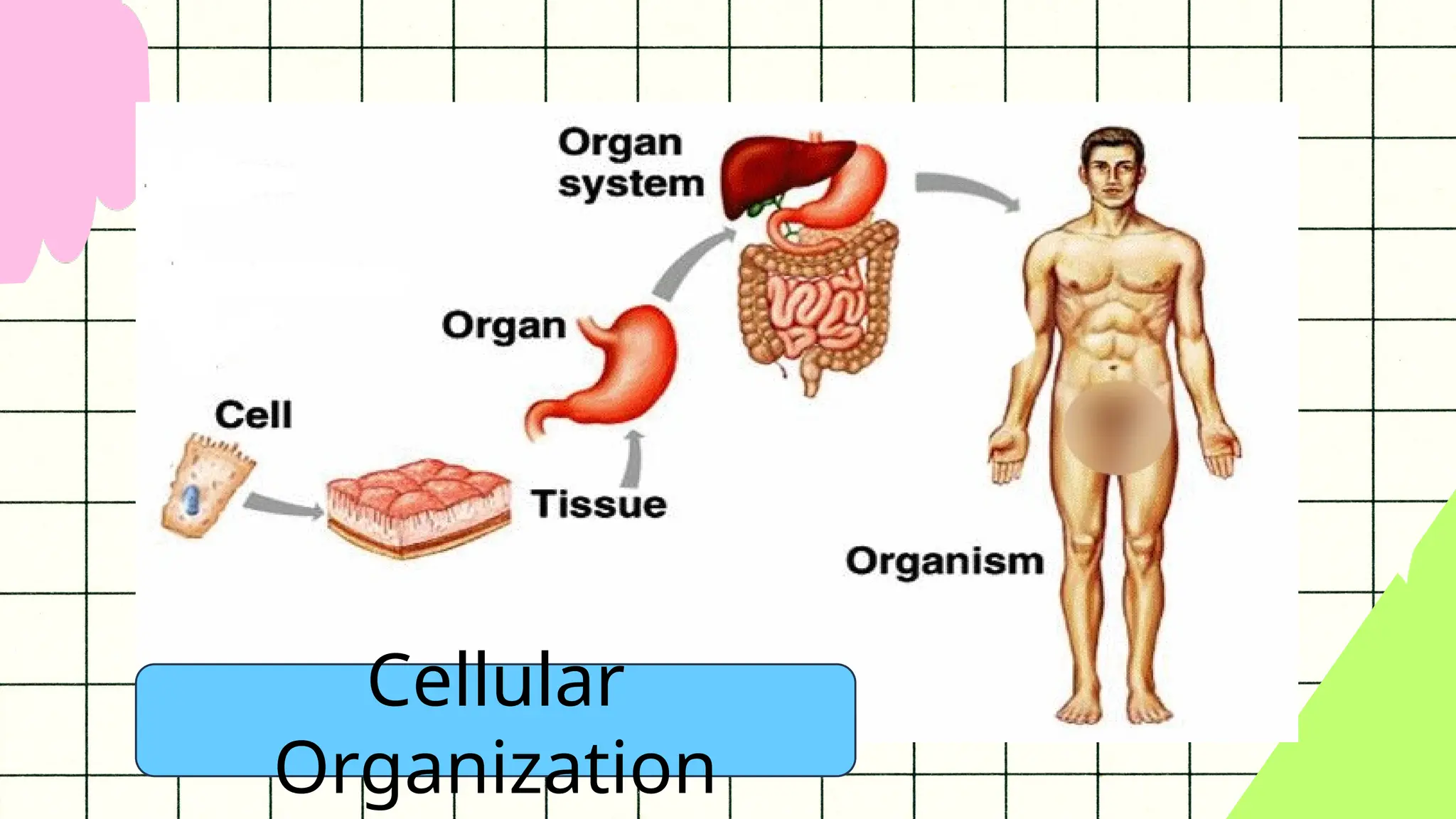 Organ System Of Animals And Their Function Ppt