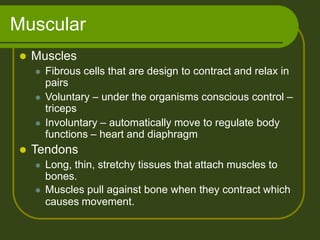 Muscular
 Muscles
 Fibrous cells that are design to contract and relax in
pairs
 Voluntary – under the organisms conscious control –
triceps
 Involuntary – automatically move to regulate body
functions – heart and diaphragm
 Tendons
 Long, thin, stretchy tissues that attach muscles to
bones.
 Muscles pull against bone when they contract which
causes movement.
 