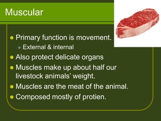 Muscular
 Primary function is movement.
 External & internal
 Also protect delicate organs
 Muscles make up about half our
livestock animals’ weight.
 Muscles are the meat of the animal.
 Composed mostly of protien.
 