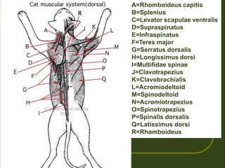 A=Rhomboideus capitis
B=Splenius
C=Levator scapulae ventralis
D=Supraspinatus
E=Infraspinatus
F=Teres major
G=Serratus dorsalis
H=Longissimus dorsi
I=Multifidae spinae
J=Clavotrapezius
K=Clavobrachialis
L=Acromiodeltoid
M=Spinodeltoid
N=Acromiotrapezius
O=Spinotrapezius
P=Spinalis dorsalis
Q=Latissimus dorsi
R=Rhomboideus
 