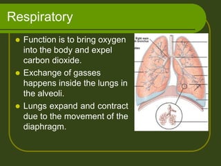 Respiratory
 Function is to bring oxygen
into the body and expel
carbon dioxide.
 Exchange of gasses
happens inside the lungs in
the alveoli.
 Lungs expand and contract
due to the movement of the
diaphragm.
 
