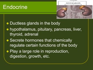 Endocrine
 Ductless glands in the body
 hypothalamus, pituitary, pancreas, liver,
thyroid, adrenal
 Secrete hormones that chemically
regulate certain functions of the body
 Play a large role in reproduction,
digestion, growth, etc.
 