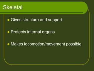 Skeletal

    Gives structure and support

    Protects internal organs

    Makes locomotion/movement possible
 