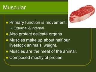 Muscular

   Primary function is movement.
       External & internal
 Also protect delicate organs
 Muscles make up about half our
  livestock animals’ weight.
 Muscles are the meat of the animal.
 Composed mostly of protien.
 