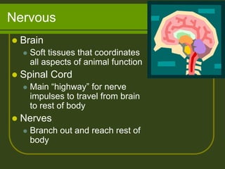 Nervous
   Brain
       Soft tissues that coordinates
        all aspects of animal function
   Spinal Cord
       Main “highway” for nerve
        impulses to travel from brain
        to rest of body
   Nerves
       Branch out and reach rest of
        body
 