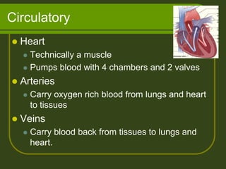 Circulatory
   Heart
     Technically a muscle
     Pumps blood with 4 chambers and 2 valves

   Arteries
       Carry oxygen rich blood from lungs and heart
        to tissues
   Veins
       Carry blood back from tissues to lungs and
        heart.
 