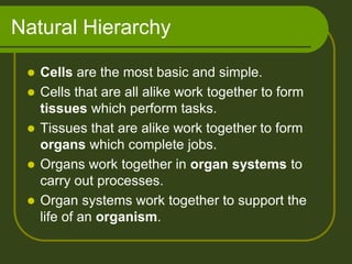 Natural Hierarchy

    Cells are the most basic and simple.
    Cells that are all alike work together to form
     tissues which perform tasks.
    Tissues that are alike work together to form
     organs which complete jobs.
    Organs work together in organ systems to
     carry out processes.
    Organ systems work together to support the
     life of an organism.
 