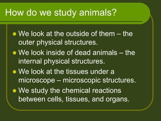 How do we study animals?

  We look at the outside of them – the
   outer physical structures.
  We look inside of dead animals – the
   internal physical structures.
  We look at the tissues under a
   microscope – microscopic structures.
  We study the chemical reactions
   between cells, tissues, and organs.
 