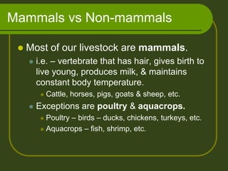 Mammals vs Non-mammals

    Most of our livestock are mammals.
        i.e. – vertebrate that has hair, gives birth to
         live young, produces milk, & maintains
         constant body temperature.
             Cattle, horses, pigs, goats & sheep, etc.
        Exceptions are poultry & aquacrops.
           Poultry – birds – ducks, chickens, turkeys, etc.
           Aquacrops – fish, shrimp, etc.
 