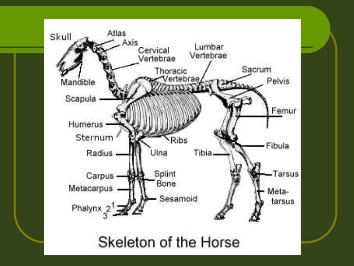 Animal organ systems