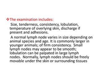 The examination includes:
Size, tenderness, consistency, lobulation,
temperature of overlying skin, discharge if
present and adhesions.
A normal lymph node varies in size depending on
animal species and age. It is commonly larger in
younger animals; of firm consistency. Small
lymph nodes may appear to be smooth;
lobulation can be palpated in large lymph
nodes. Normally, lymph nodes should be freely
movable under the skin or surrounding tissues
 