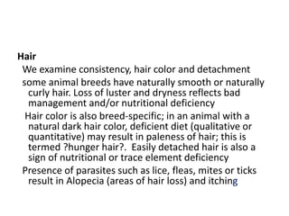 Hair
We examine consistency, hair color and detachment
some animal breeds have naturally smooth or naturally
curly hair. Loss of luster and dryness reflects bad
management and/or nutritional deficiency
Hair color is also breed-specific; in an animal with a
natural dark hair color, deficient diet (qualitative or
quantitative) may result in paleness of hair; this is
termed ?hunger hair?. Easily detached hair is also a
sign of nutritional or trace element deficiency
Presence of parasites such as lice, fleas, mites or ticks
result in Alopecia (areas of hair loss) and itching
 
