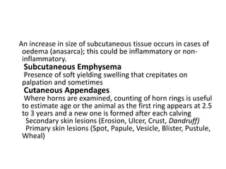 An increase in size of subcutaneous tissue occurs in cases of
oedema (anasarca); this could be inflammatory or non-
inflammatory.
Subcutaneous Emphysema
Presence of soft yielding swelling that crepitates on
palpation and sometimes
Cutaneous Appendages
Where horns are examined, counting of horn rings is useful
to estimate age or the animal as the first ring appears at 2.5
to 3 years and a new one is formed after each calving
Secondary skin lesions (Erosion, Ulcer, Crust, Dandruff)
Primary skin lesions (Spot, Papule, Vesicle, Blister, Pustule,
Wheal)
 