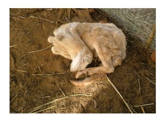 Animal parameters lecture