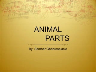 ANIMAL
     PARTS
By: Semhar Ghebreselasie
 