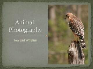 Pets and Wildlife
 