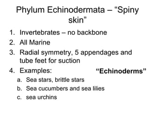 Phylum Echinodermata – “Spiny
skin”
1. Invertebrates – no backbone
2. All Marine
3. Radial symmetry, 5 appendages and
tube feet for suction
4. Examples:
“Echinoderms”
a. Sea stars, brittle stars
b. Sea cucumbers and sea lilies
c. sea urchins

 